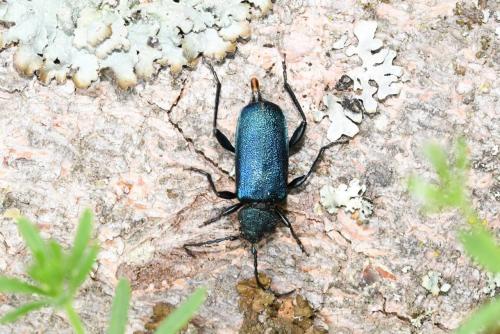 Réf. 204 423 : Callidium violaceum
